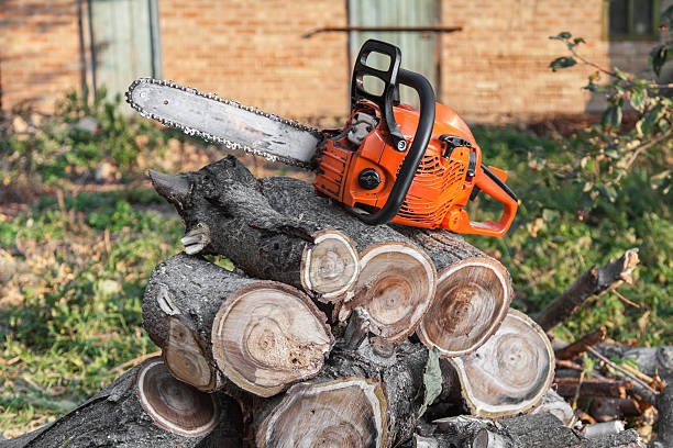 Emergency Storm Tree Removal